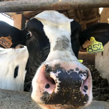 Nocleg ze śniadaniem New Flowers Farm Noceto