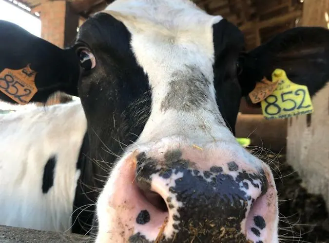 Oda ve Kahvaltı New Flowers Farm Noceto