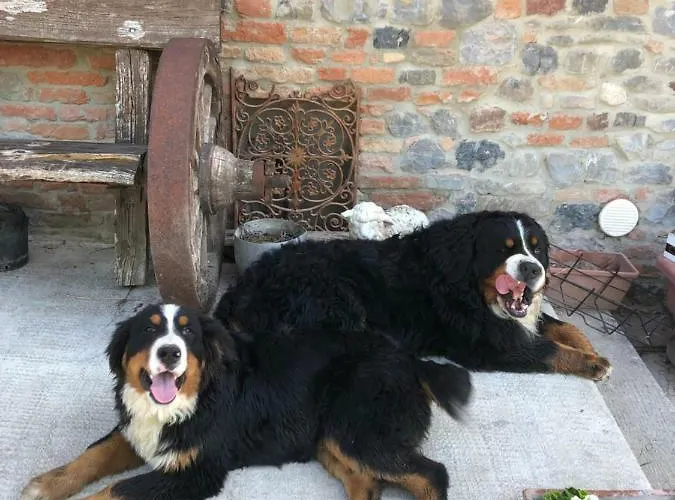 Oda ve Kahvaltı New Flowers Farm Noceto